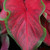 The bold red leaf of caladium Dragon Heart.