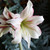 A mature flower of amaryllis Magic Green, showing how the green petals gradually fades to white.