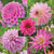 Five different types of dahlias in various shades of pink, featuring individual flowers of Fascination, Nadia Ruth, Stolze von Berlin, Karma Pink Corona and Miracle Princess.