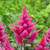 Astilbe Chinensis Drum and Bass