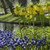 The lemon yellow flowers of Fritillaria lutea maxima and purple-blue flowers of Muscari armeniacum blooming beside a small pool of water.