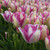 A large planting of Triumph tulip Del Piero with morning light highlighting this variety's two-tone color of white and hot pink.