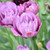 Tulip Double Late Blue Spectacle