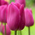 A group of Triumph tulips, featuring the raspberry-pink flowers of Barcelona.