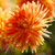 Decorative dahlia Motto in a sunny summer garden, highlighting the flower's two-tone petal colors of pumpkin orange and honey yellow.