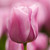 A single blossom of Triumph tulip Mistress showing this variety's shapely flowers and soft color blend of light and dark pink.