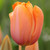 Close up on a Dordogne single late tulip, showing the orange and rose-pink flower color.