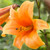 Trumpet lily Orange Planet, showing a single, fragrant blossom with tangerine-colored petals and a long throat that's slightly darker in color.