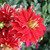 Dinnerplate dahlia Nick Sr, showing this flower's deep red peatls with curly edges and a creamy white reverse.