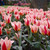 A large garden bed filled with the early blooming Greigii tulip variety Mary Ann, showing this flower's white petals with bold red and pink stripes.