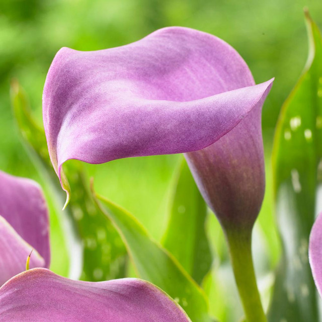 Calla Lilies for Sale Shop Zantedeschia Bulbs Longfield Gardens