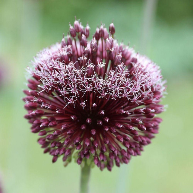 Allium Bulbs for Sale Shop Ornamental Onions Longfield Gardens Page 2