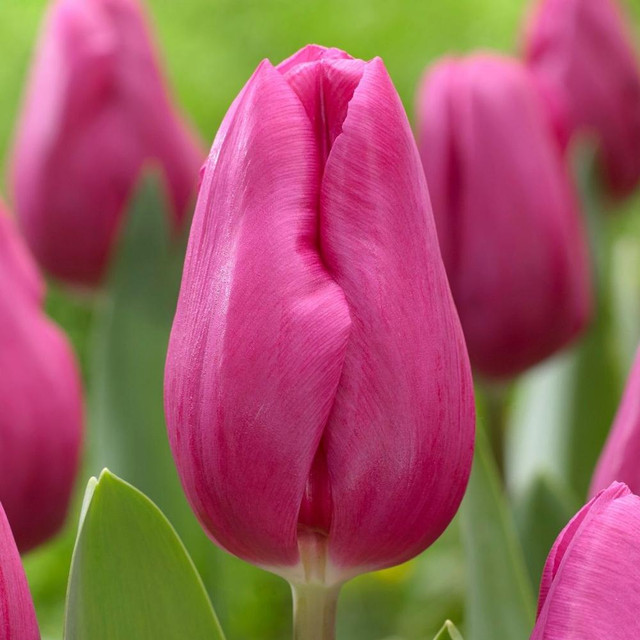 Shop Tulip Bulbs for Sale Longfield Gardens Page 2