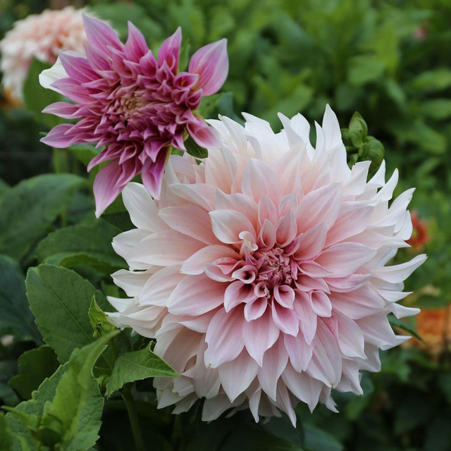 Dahlia Dinnerplate Cafe Au Lait - 1 tuber clumps - Longfield Gardens