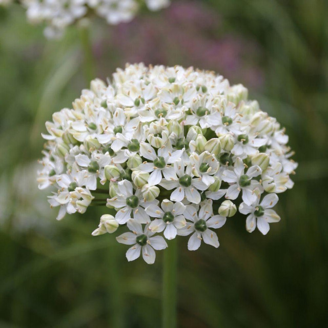 Allium Giant His Excellency - 3 bulbs - Longfield Gardens