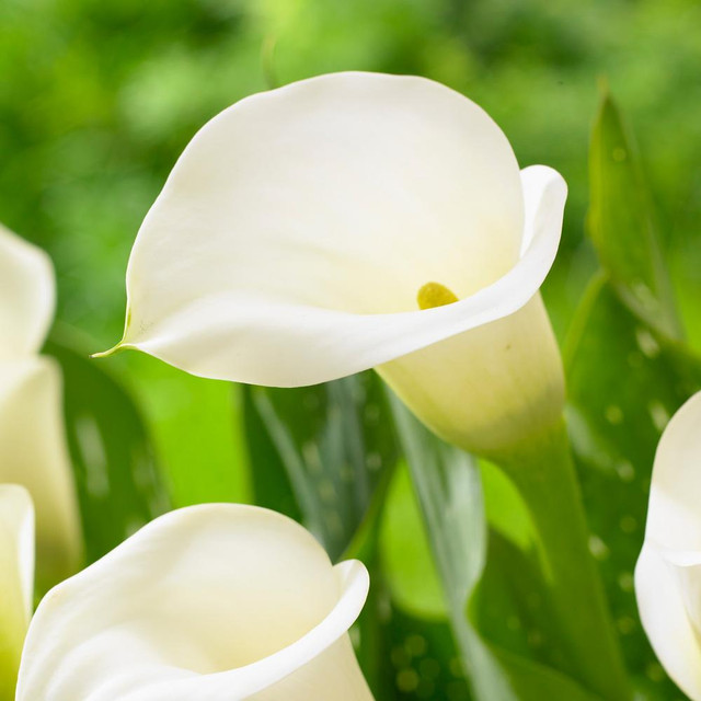 Calla Lilies for Sale - Shop Zantedeschia Bulbs - Longfield Gardens