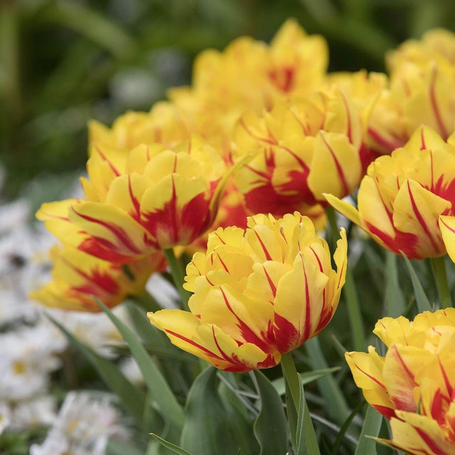 Tulip Double Early Monsella - 20 bulbs - Longfield Gardens