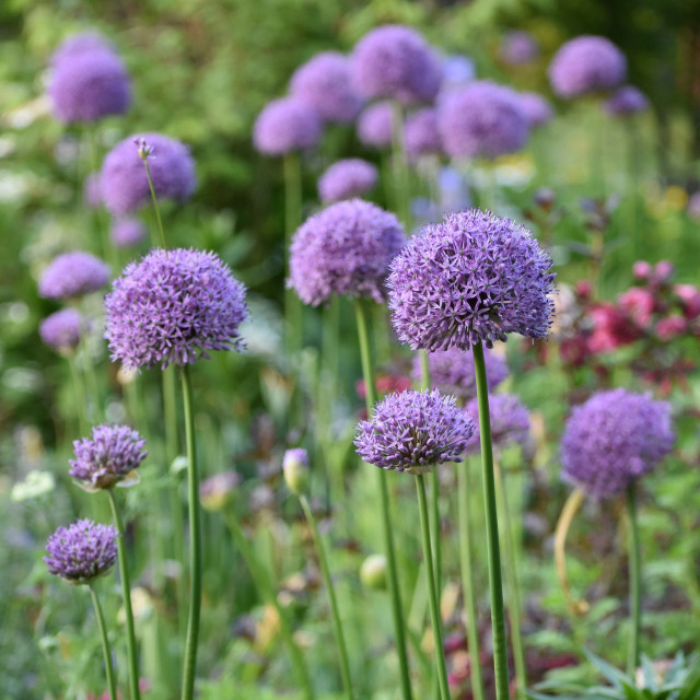 Allium Bulbs for Sale Shop Ornamental Onions Longfield Gardens