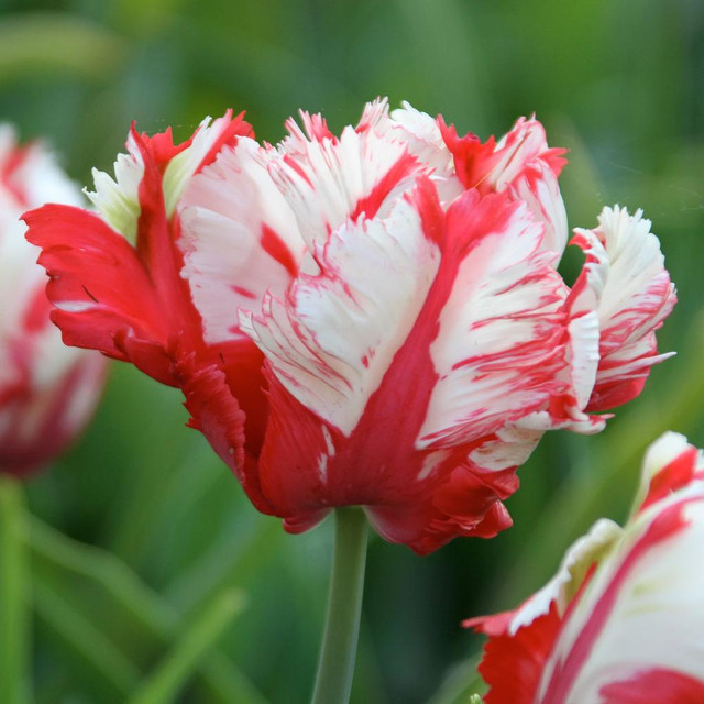 Tulip White Parrot - 10 bulbs - Longfield Gardens