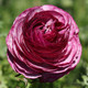 Ranunculus Tecolote Merlot (Fall) - 15 corms - Longfield Gardens