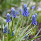 Muscari Blue Magic - 25 bulbs - Longfield Gardens