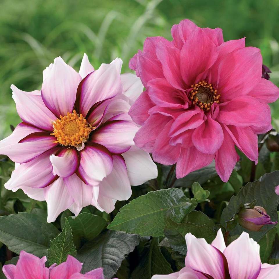 Anemone Dahlia Longfield Gardens