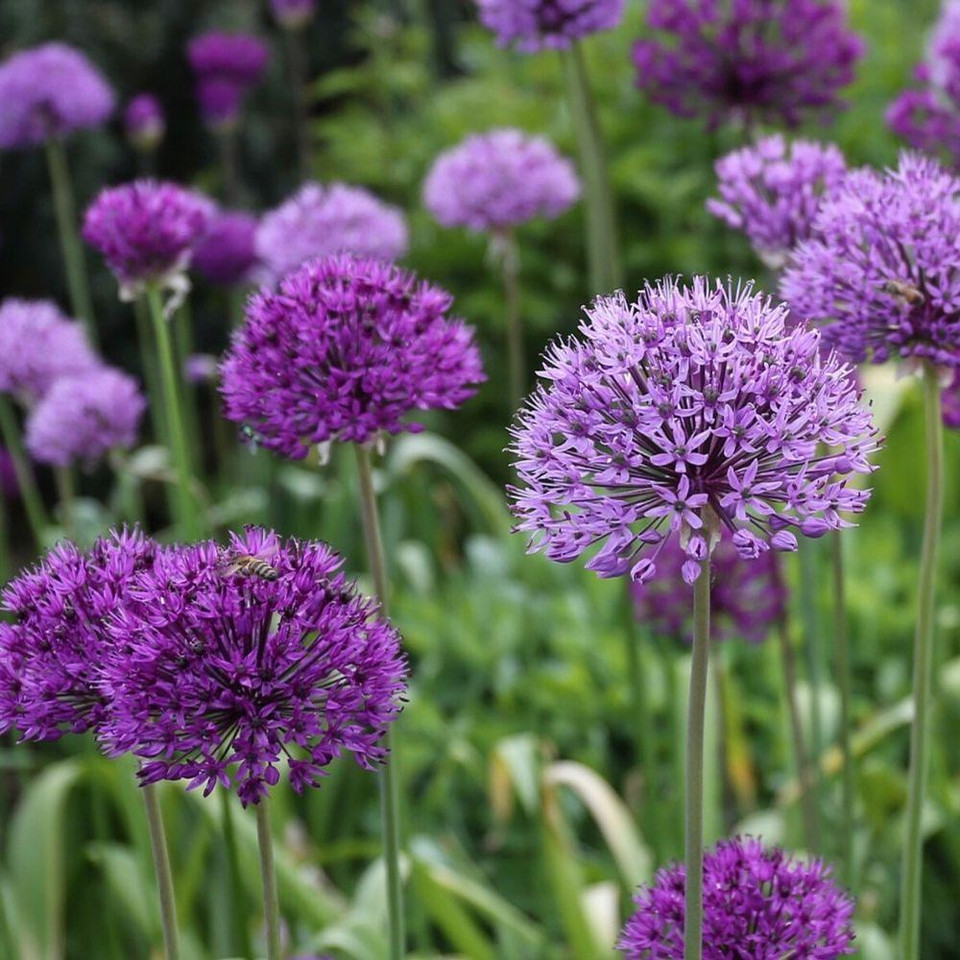 Allium Aflatunense Purple Sensation - 10 bulbs - Longfield Gardens