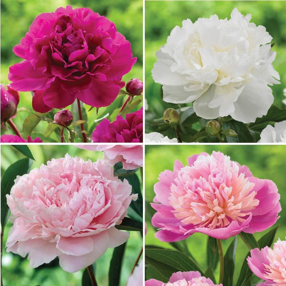 Peony Assorted Collection - 4 bare roots - Longfield Gardens