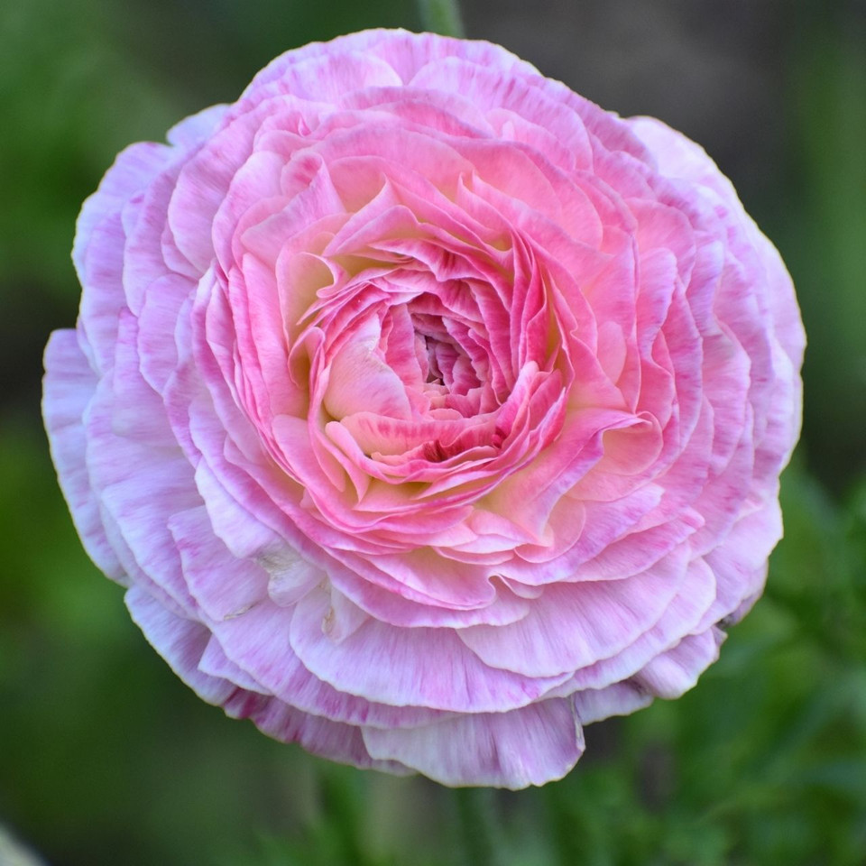 Fall Planted Ranunculus Bulb for Sale - Longfield Gardens