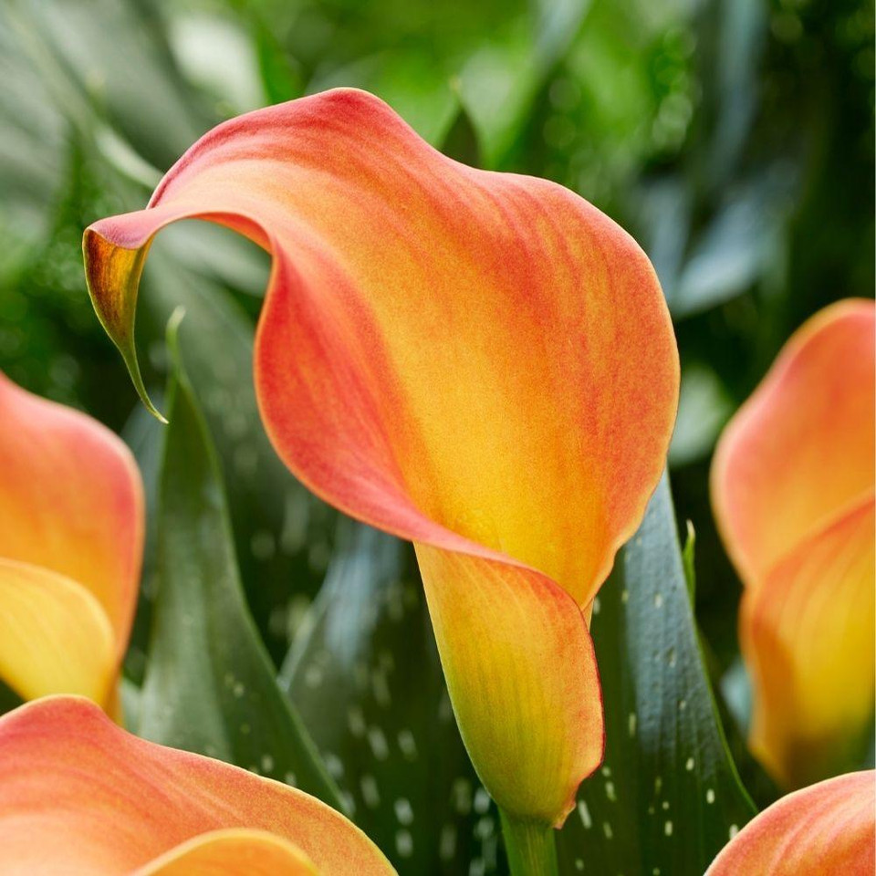 Calla Lilies for Sale Shop Zantedeschia Bulbs Longfield Gardens
