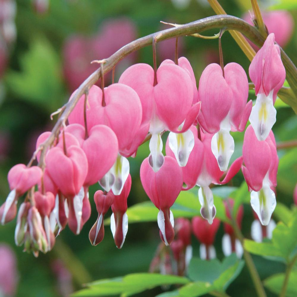 Dicentra Spectabilis - 3 bare roots - Longfield Gardens