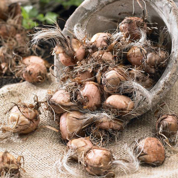 Crocosmia Lucifer 24 corms Longfield Gardens