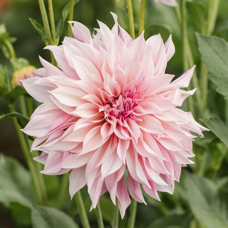 Dahlia Dinnerplate Cafe Au Lait - 1 tuber clumps - Longfield Gardens