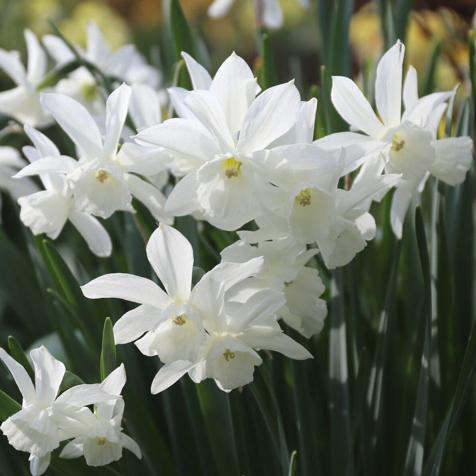 Daffodils for Sale Shop Narcissus Bulbs Longfield Gardens