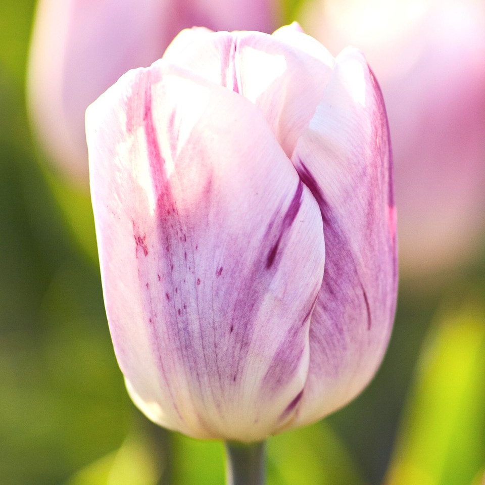 Tulip Triumph Kansas Proud 20 bulbs Longfield Gardens