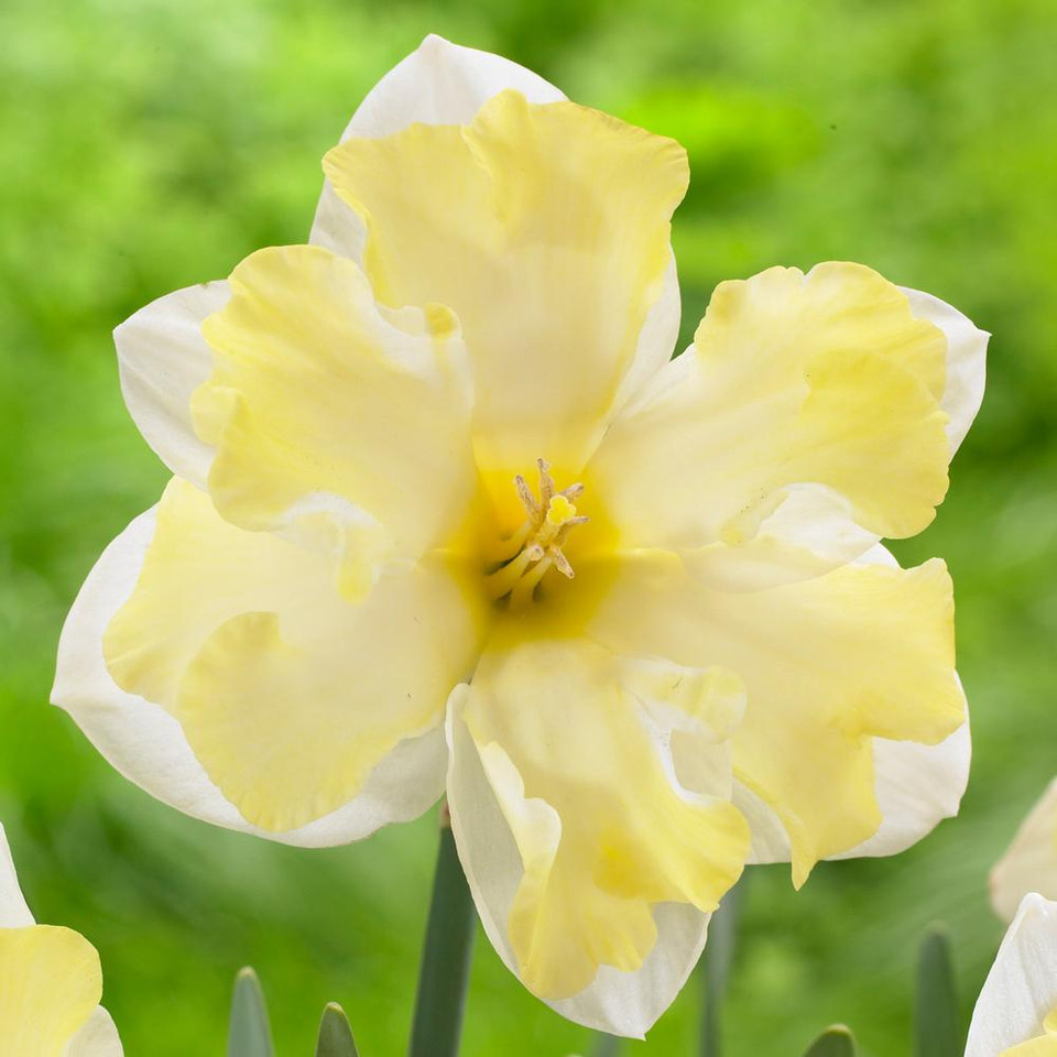 Daffodil Split Corona Cassata & Lemon Beauty 20 bulbs Longfield Gardens