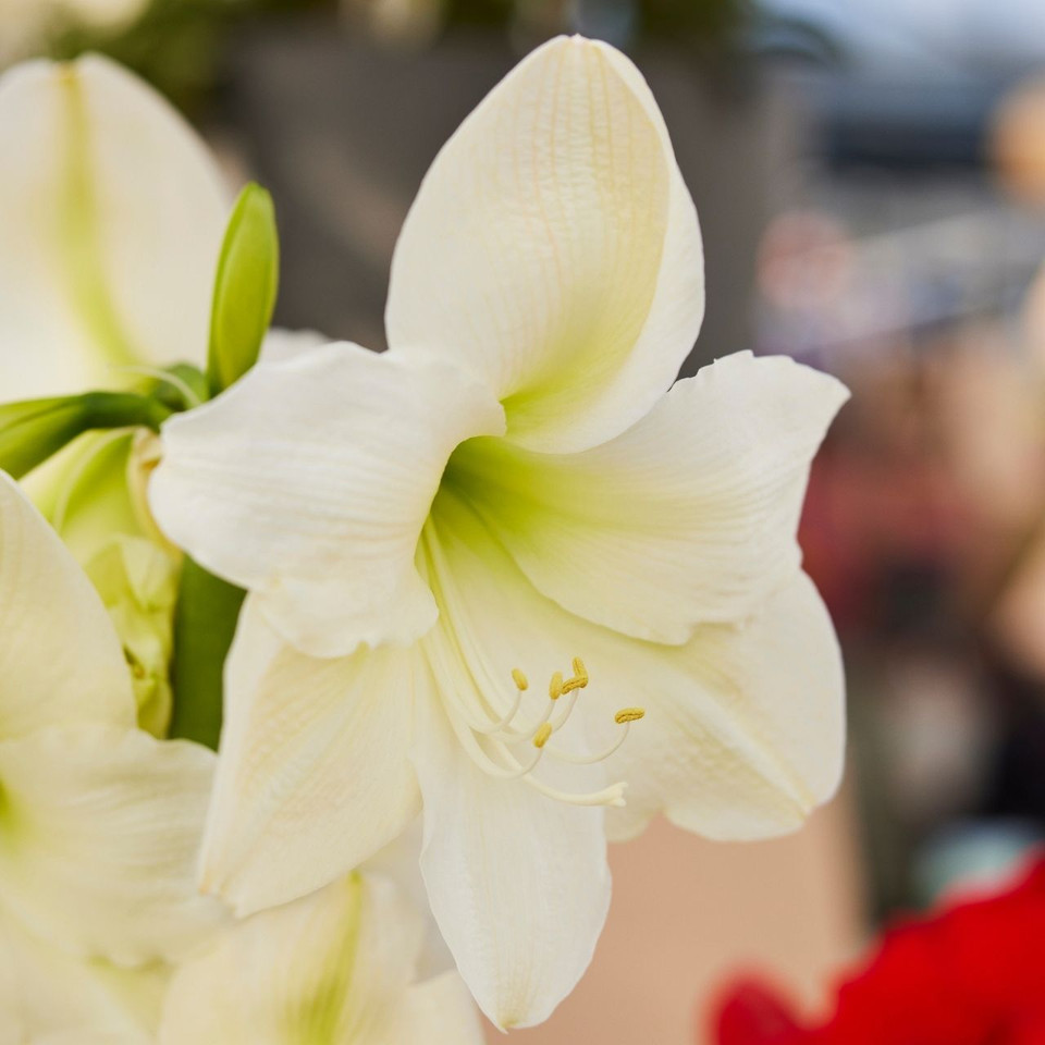 Amaryllis Bulbs for Sale Shop Hippeastrum Longfield Gardens