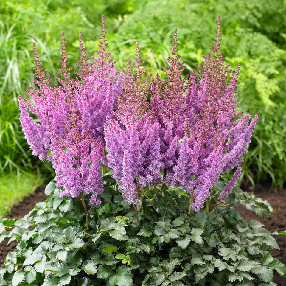 astilbe-chinensis-purple-rain-3-bare-roots-longfield-gardens