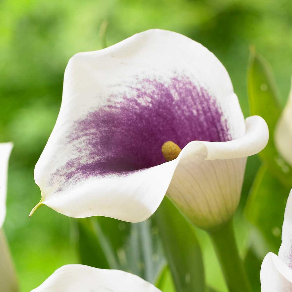 Calla Lilies for Sale Shop Zantedeschia Bulbs Longfield Gardens
