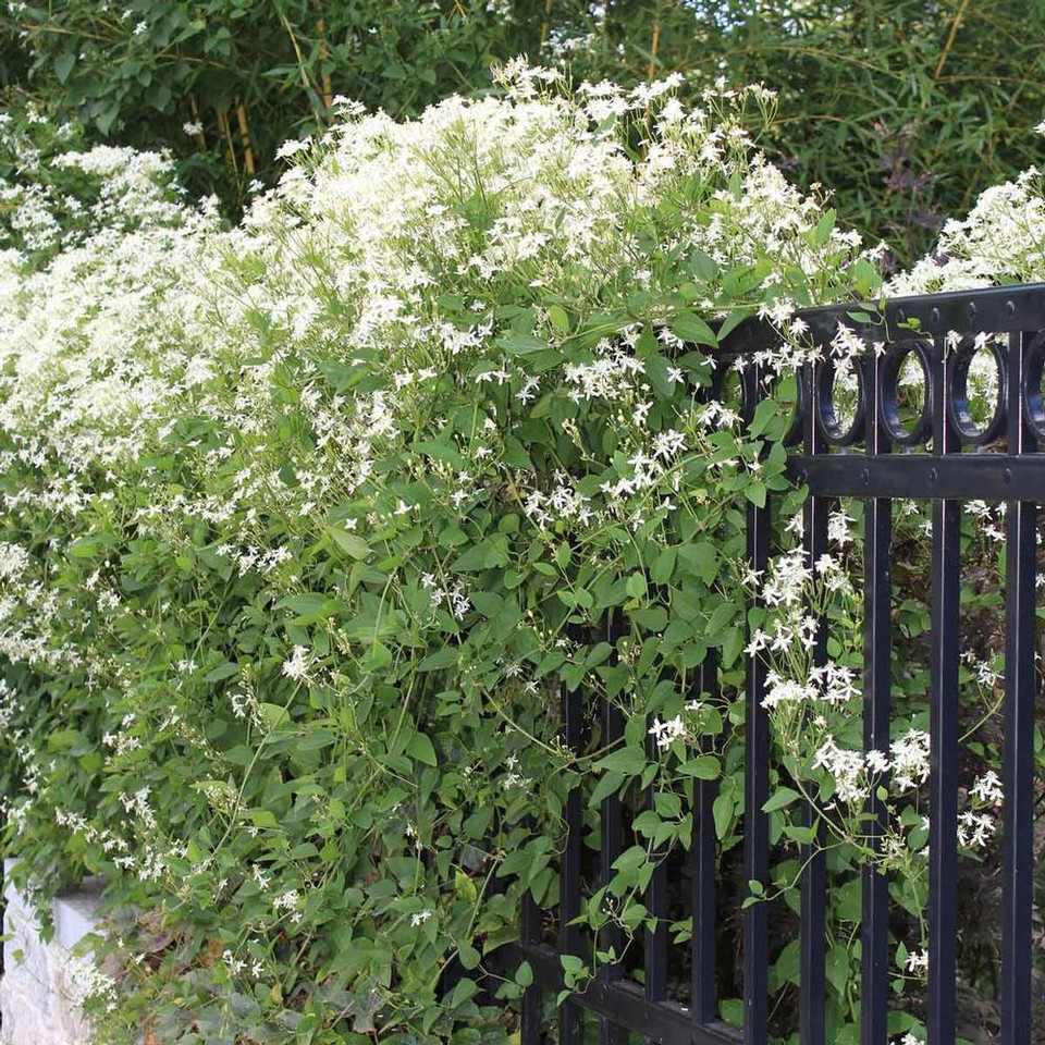 clematis sweet autumn