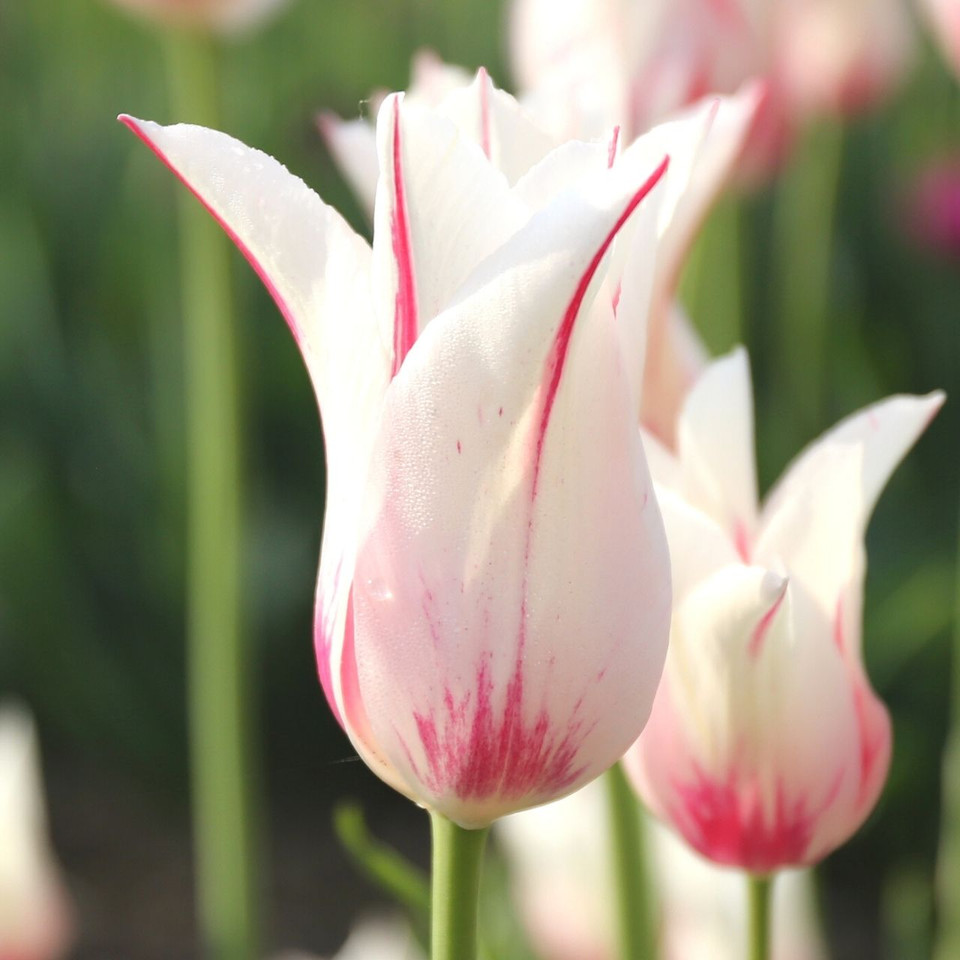 Tulip Lily Flowering Sapporo 20 bulbs Longfield Gardens