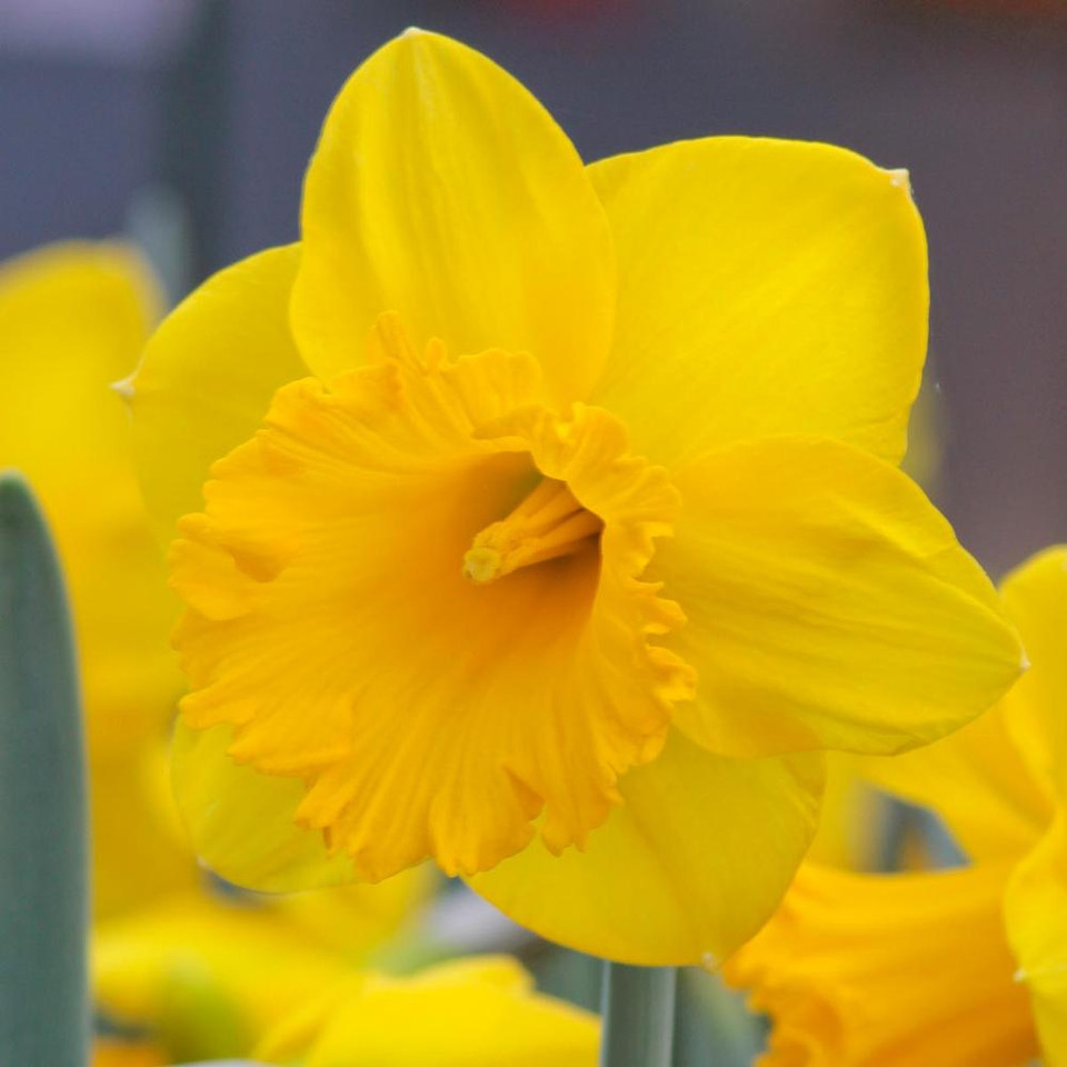 Daffodils for Sale Shop Narcissus Bulbs Longfield Gardens