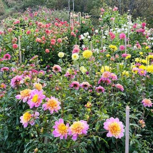 Managing Dahlias for Maximum Blooms
