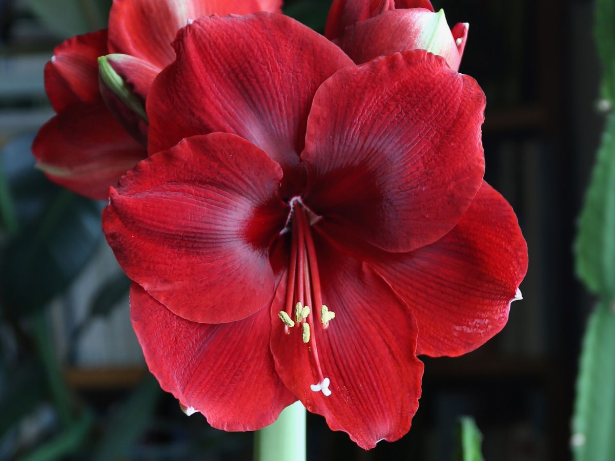 Amaryllis Bulbs