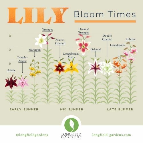 Planning Guide for Lilies