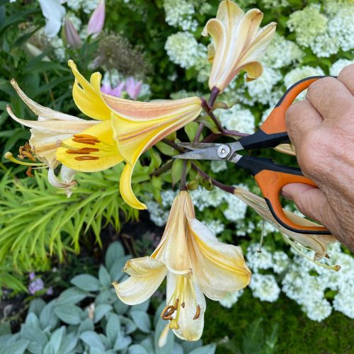 New to Flower Gardening? Here's Where to Start