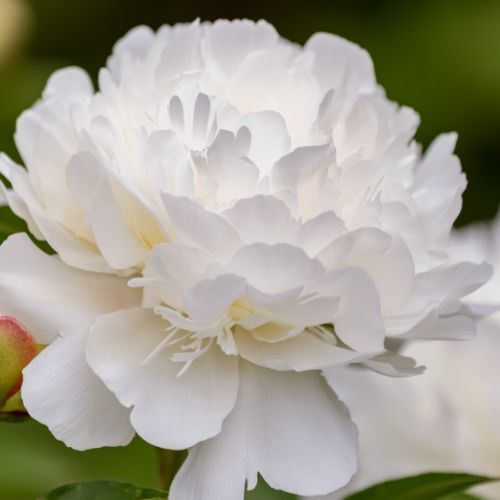 All About Peonies