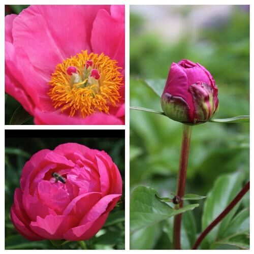 How to Stretch the Peony Season