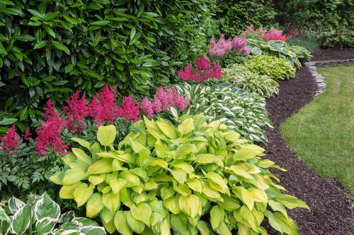 10-easy-perennials-for-shady-gardens-2.jpg