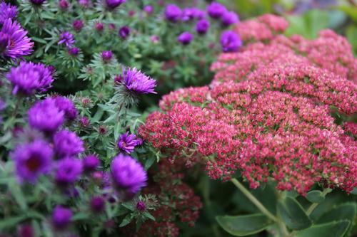 10-easy-perennials-for-sunny-gardens-10.jpg